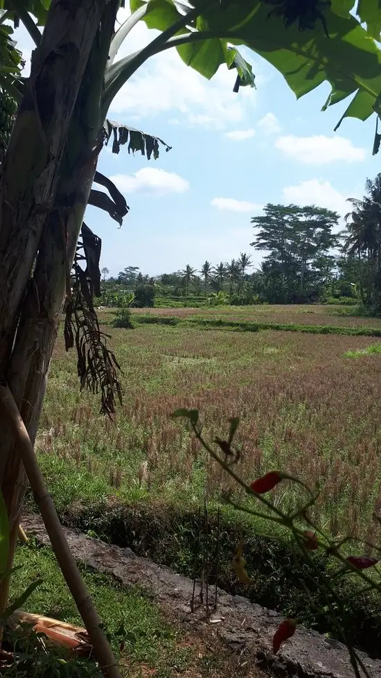 Gambar Makanan Warung Makan Padi Kuning 7