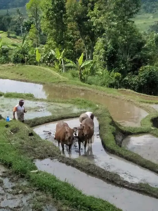 Gambar Makanan Jati Harum Bali 3