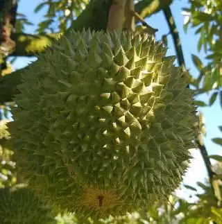 SkyDurian Food Photo 4