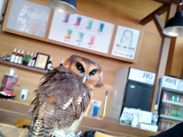 Gambar Makanan Barn Owl Cafe 8