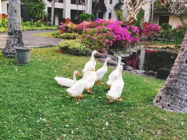 Gambar Makanan Nampu - Grand Hyatt Bali 19