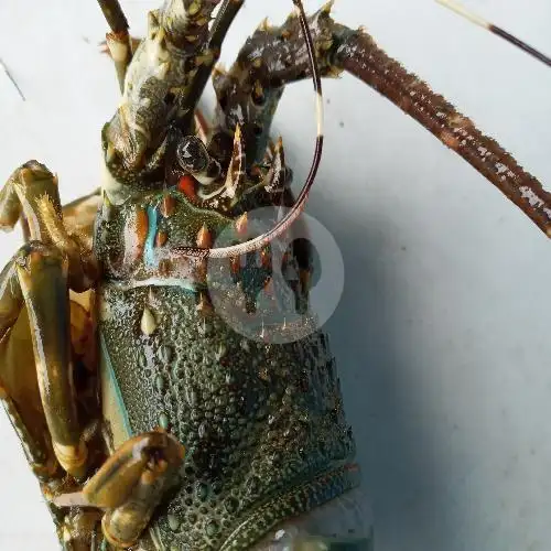 Gambar Makanan Mr. Lobster, Teuku Umar Barat 6