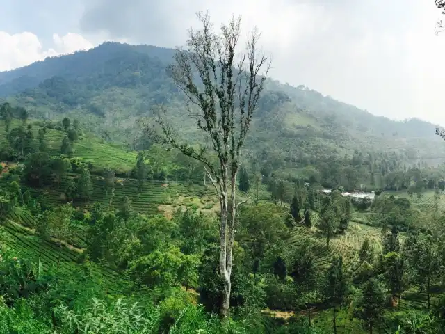 Gambar Makanan Warung Riung Gunung Puncak 3