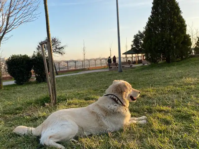 Emniyettepe cay bahcesi'nin yemek ve ambiyans fotoğrafları 5