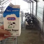 Desa Dairy Cattle Farm Food Photo 11