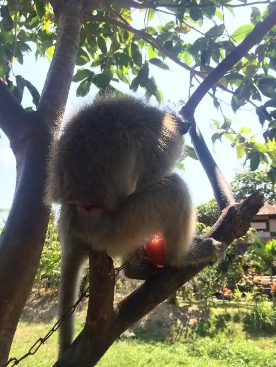 Gambar Makanan Rapuan Cili 20