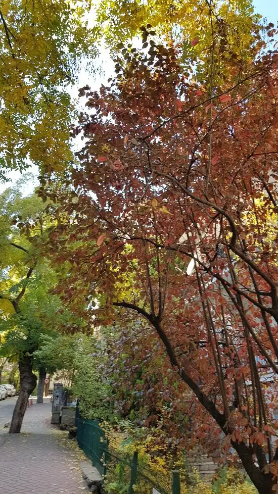 Zula Çay Evi'nin yemek ve ambiyans fotoğrafları 14