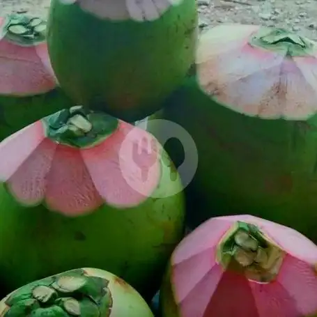 Gambar Makanan KELAPA MUDA .MUARA ANGKE 1