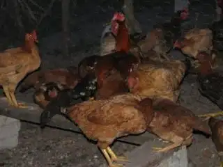 Ayam Kampung Rossa