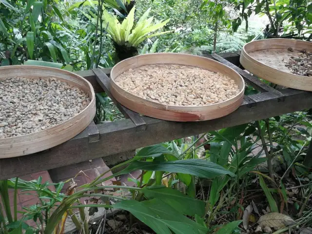 Gambar Makanan Luwak Coffee Bali 9