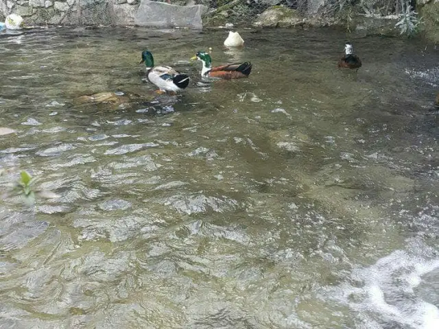 Degirmen Selale Aile Restorani'nin yemek ve ambiyans fotoğrafları 44