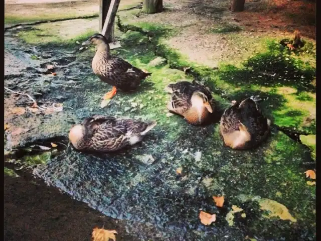 Botanik Restaurant'nin yemek ve ambiyans fotoğrafları 16