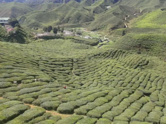 Bharat Tea Plantation Food Photo 16