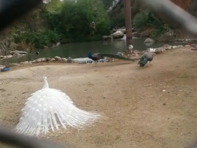 Adana Çoban Dede Kuş Cenneti Cafe piknik alanı'nin yemek ve ambiyans fotoğrafları 6