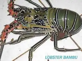 Siakap Lobster