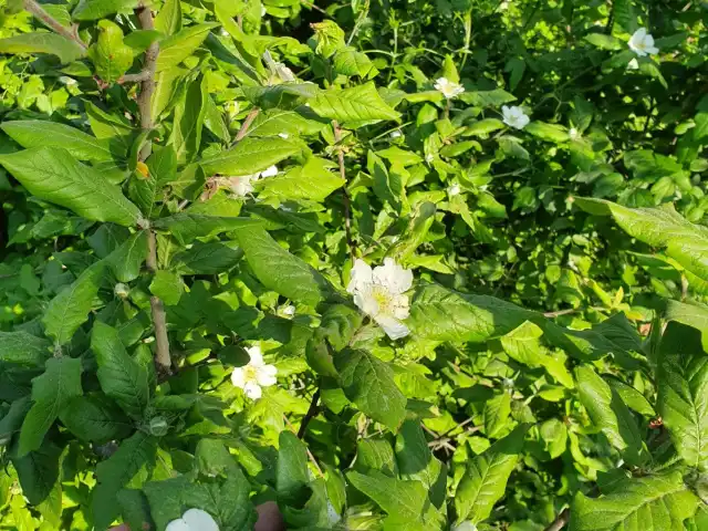 Boğazköy Mesire Alanı'nin yemek ve ambiyans fotoğrafları 4