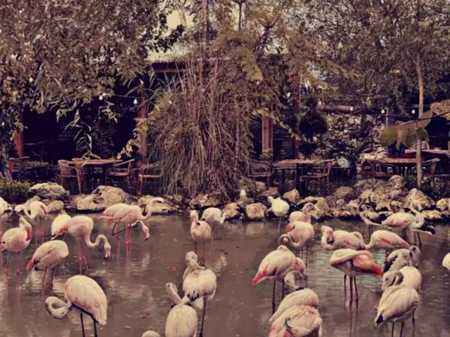 Flamingo Köy'nin yemek ve ambiyans fotoğrafları 8