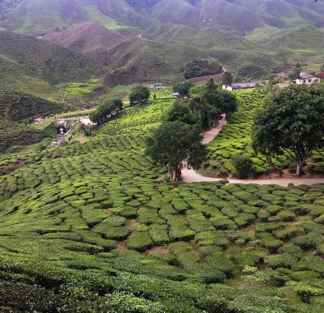Bharat Tea Plantation