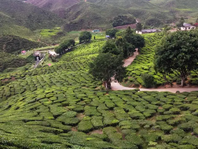 Bharat Tea Plantation Food Photo 1