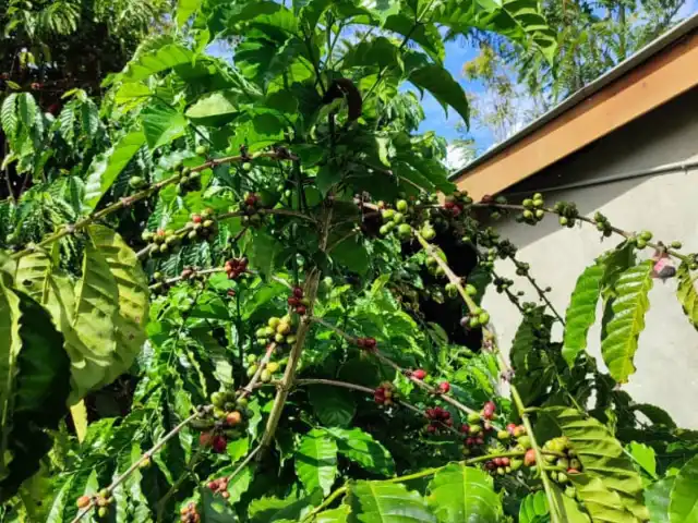 Kopi Ladang Janda Baik Food Photo 12