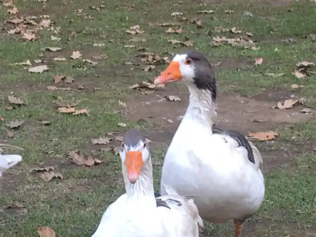 Karadenizli İpek Et&Mangal'nin yemek ve ambiyans fotoğrafları 9