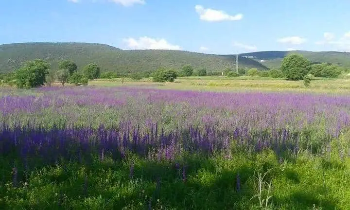 Meşe Altı Piknik Yeri & Restaurant'nin yemek ve ambiyans fotoğrafları 9