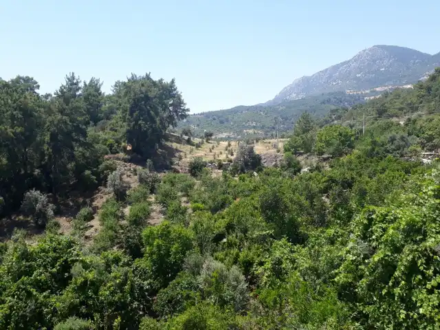 Olimpos Yörük Evi Gözleme Kahvaltı'nin yemek ve ambiyans fotoğrafları 6