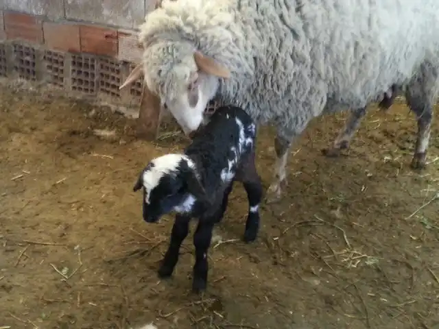 hasdal Çiftliği'nin yemek ve ambiyans fotoğrafları 3