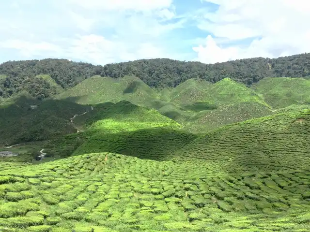 Bharat Tea Plantation Food Photo 14