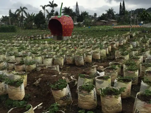 Gambar Makanan Sweetberry Agrowisata 2