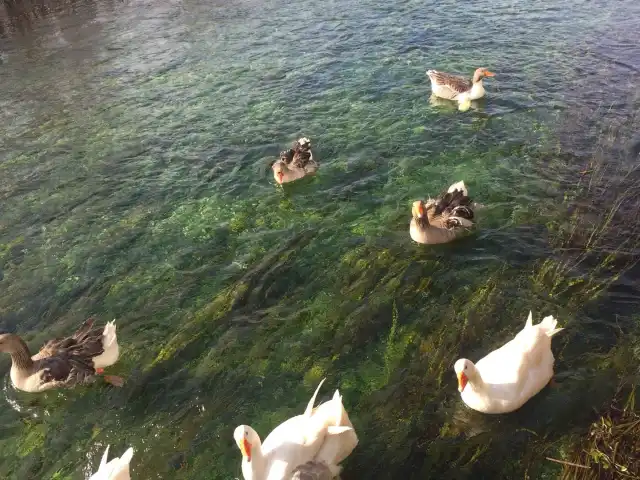 Olta Balık Restaurant'nin yemek ve ambiyans fotoğrafları 9