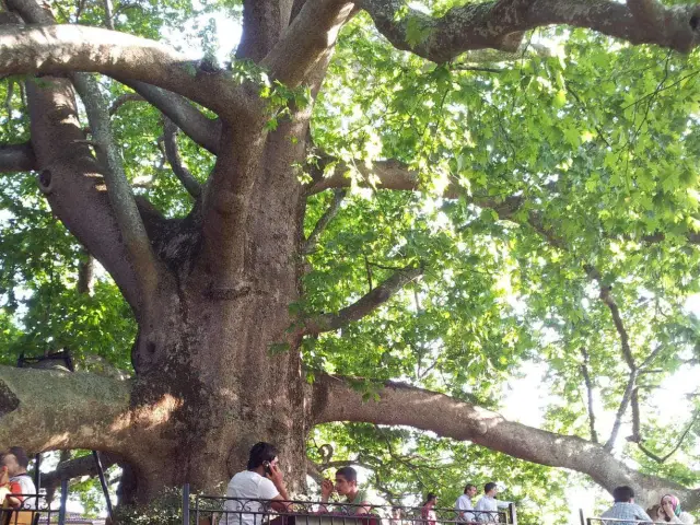 Tarihi Çınaraltı Aile Bahçesi'nin yemek ve ambiyans fotoğrafları 4