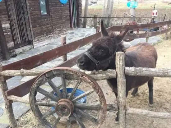 Antikköy'nin yemek ve ambiyans fotoğrafları 37