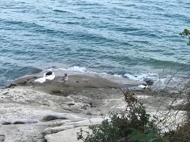 Adanalı Reis Balık Lokantası'nin yemek ve ambiyans fotoğrafları 5