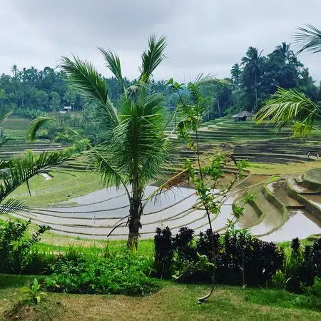 Gambar Makanan Warung Tepi Sawah 9