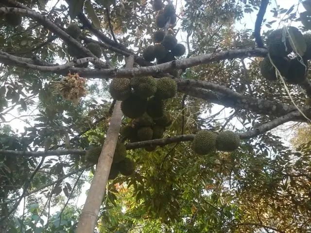 Gambar Makanan Bumi Kayom 12