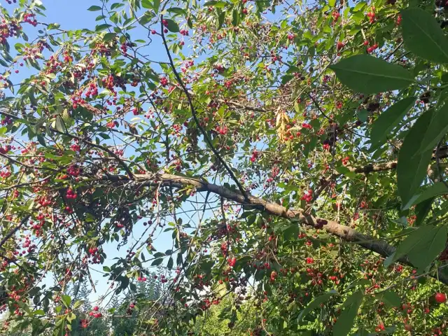 Bahçeyayla Kır Lokantası'nin yemek ve ambiyans fotoğrafları 6