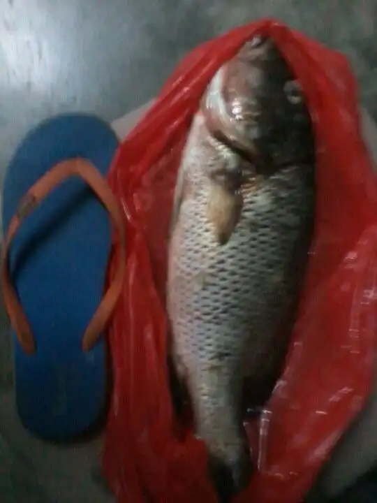 Sea lion Ikan Air Masin Food Photo 12