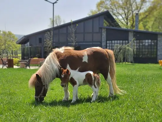 Han 16'nin yemek ve ambiyans fotoğrafları 5