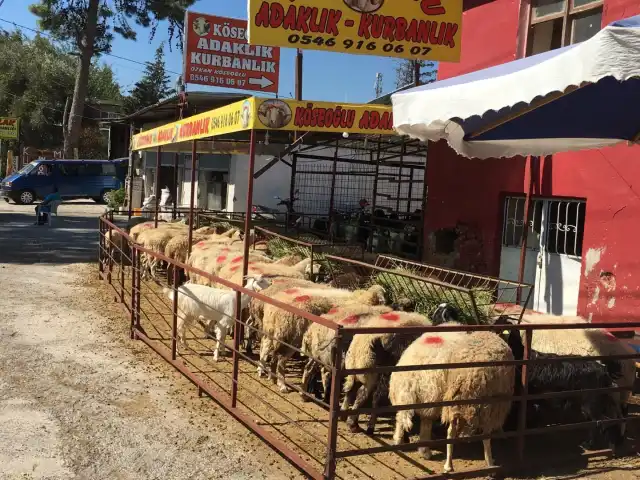 Köseoğlu Adaklık Kurbanlık Çakırlar Yolu'nin yemek ve ambiyans fotoğrafları 4