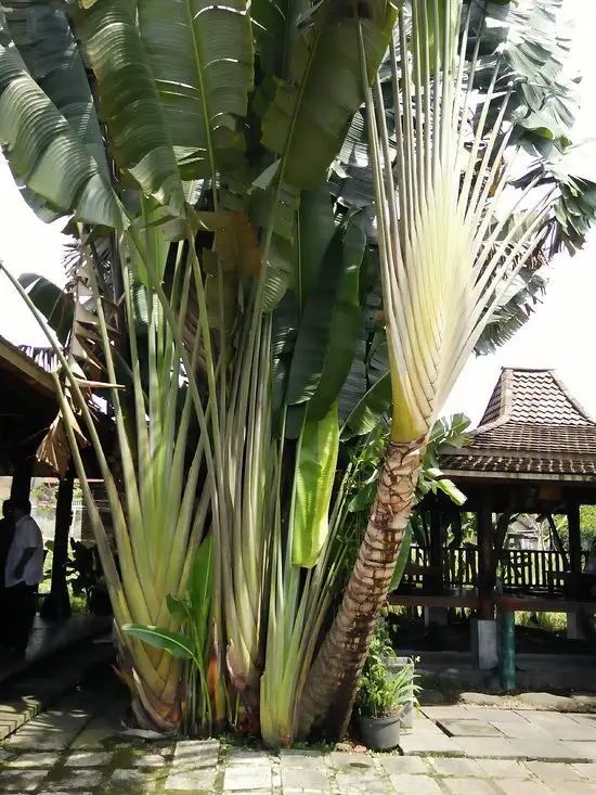 Gambar Makanan Warung Joglo Bu Rini 9