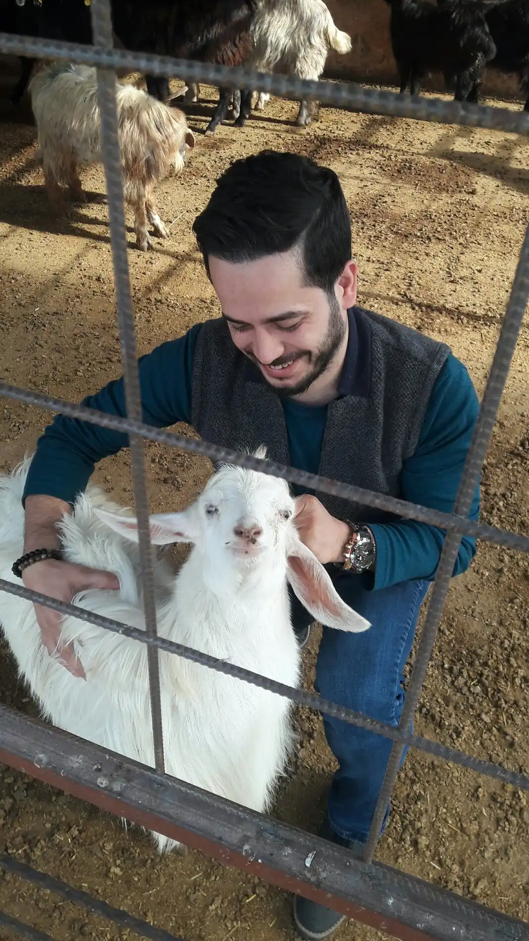 Köseoğlu & Şahinoğlu Adaklık Kurbanlık Çakırlar