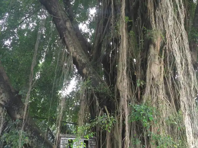 Gambar Makanan Pondok Gurame KSU Depok 7