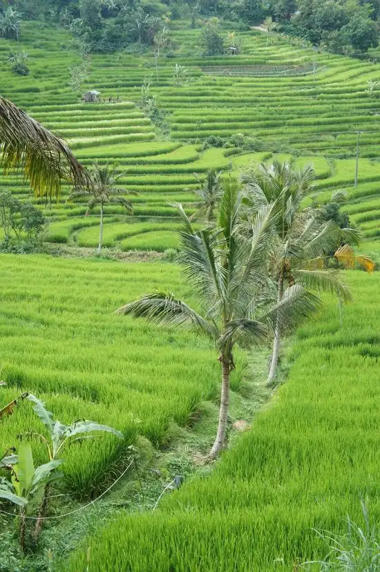 Gambar Makanan Padi Bali 11