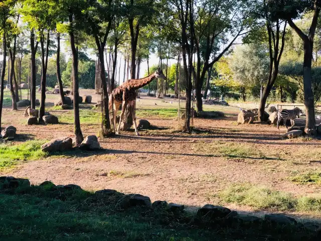 Safari Cafe'nin yemek ve ambiyans fotoğrafları 4