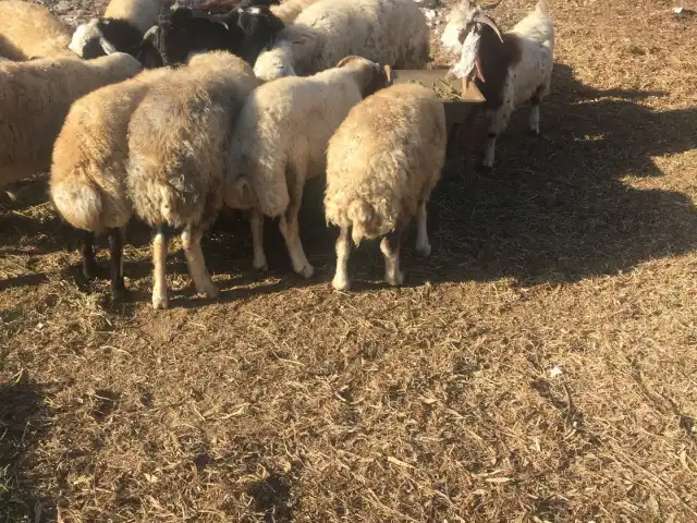 küçük kardeş kasabı'nin yemek ve ambiyans fotoğrafları 2