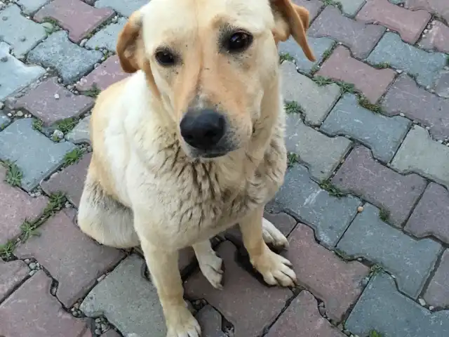 Trakyali Baş Ustanin Yeri'nin yemek ve ambiyans fotoğrafları 2