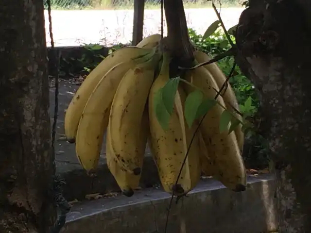 Gerai Alina (Pisang Goreng Tanduk) Food Photo 14