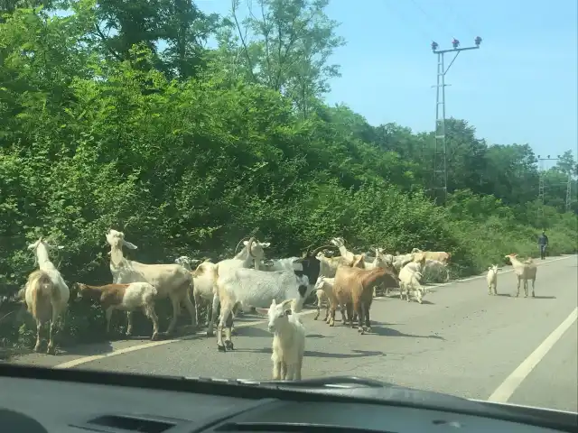 Güzelcefener Anadolu Feneri'nin yemek ve ambiyans fotoğrafları 2