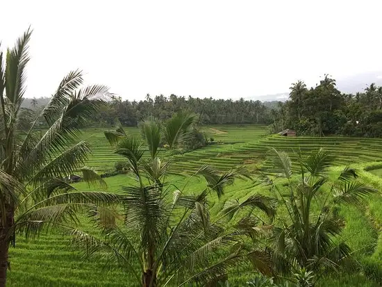 Gambar Makanan Warung Tepi Sawah 20